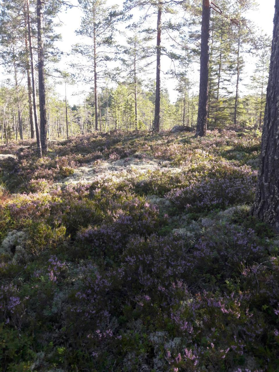 Hyttingsfabodstugor Borlänge Exterior foto